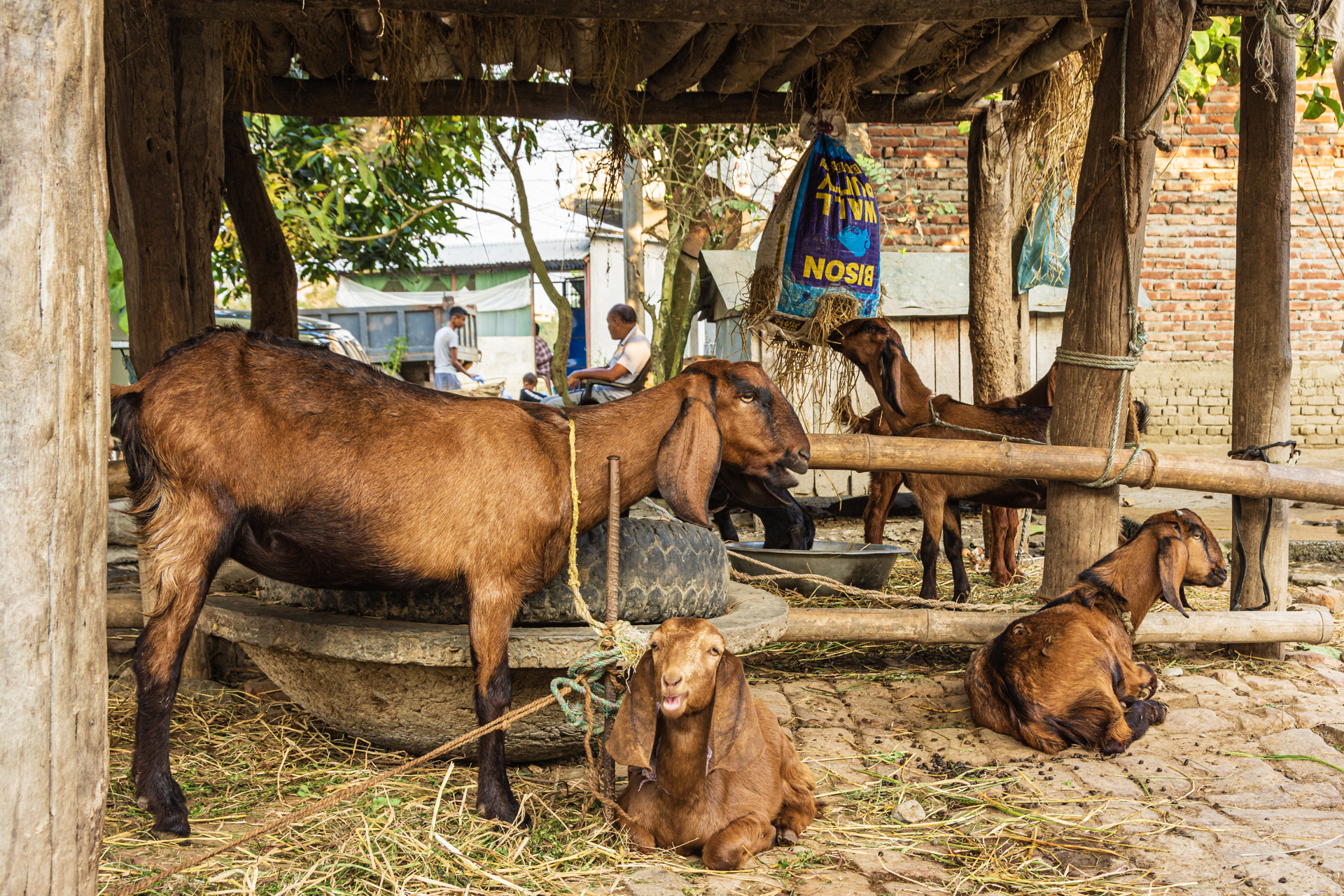 Chitwan Tharu Village Tour